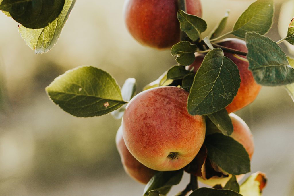 Headerbild, Kategorie Obst & Gemüse